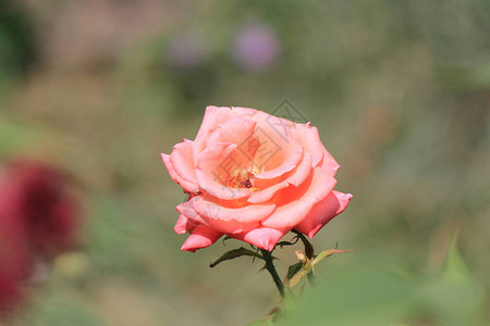 植物园里明亮美丽的玫瑰图片