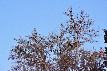 乌鸦坐在杨树的枝上图片