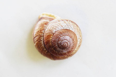 SinkofAriantaarbustorum是一种中等大小的陆地蜗牛图片
