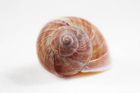 SinkofAriantaarbustorum是一种中等大小的陆地蜗牛图片