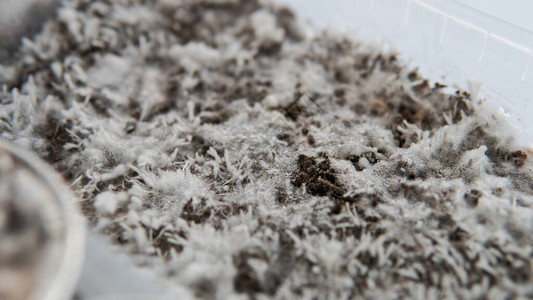 裸盖菇素真菌的生长菌丝体疾病的问题图片
