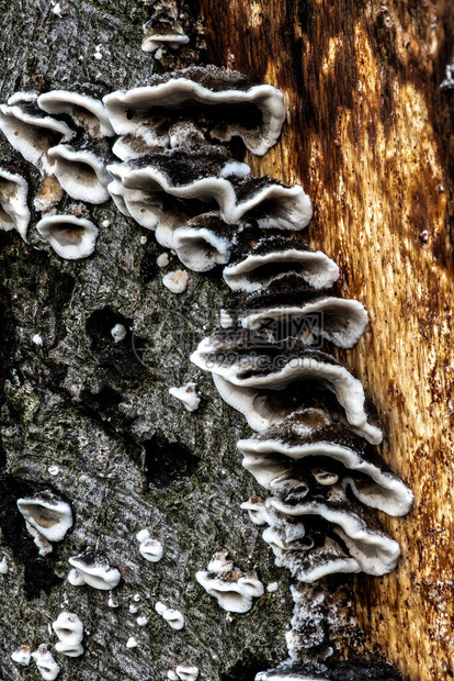 树上的蘑菇图片