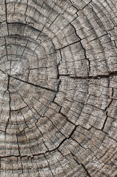 木制背景的树形剪切图片