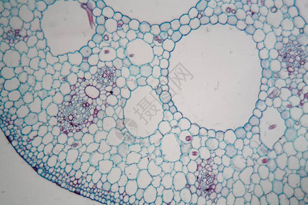 显微镜下睡莲睡莲茎的细胞图片