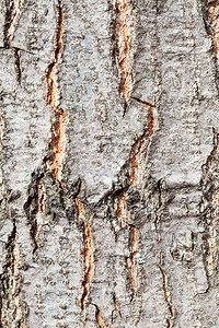 自然质地红橡树栎树干上的图片