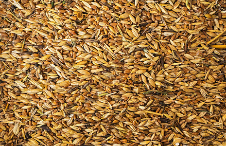不同谷物的混合物金小麦粒混合大麦和燕麦种子的背景用于动物饲料图片