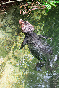 非洲侏儒鳄鱼宽吻骨鳄鱼四角骨鳄自然栖息地的详细肖像大眼睛的蜥蜴来自非洲热带森林的野生动物图片