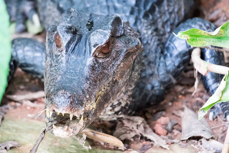 非洲侏儒鳄鱼宽吻骨鳄鱼四角骨鳄自然栖息地的详细肖像大眼睛的蜥蜴来自非洲热带森林的野生动物图片
