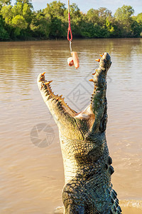 在阿德莱河上跳鳄鱼巡航澳洲图片