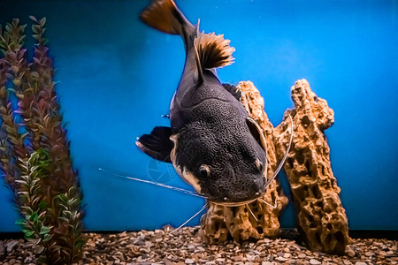 一条巨大的鲶鱼Pimelodidae在水族馆里游泳水下选择聚焦图片