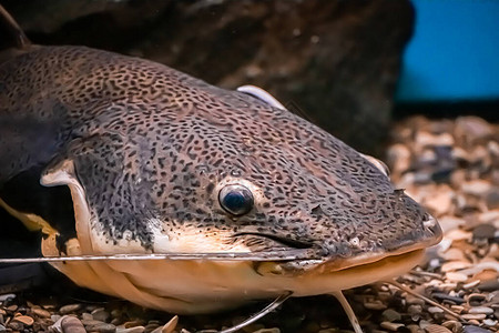 一条巨大的鲶鱼Pimelodidae在水族馆里游泳水下选择聚焦图片