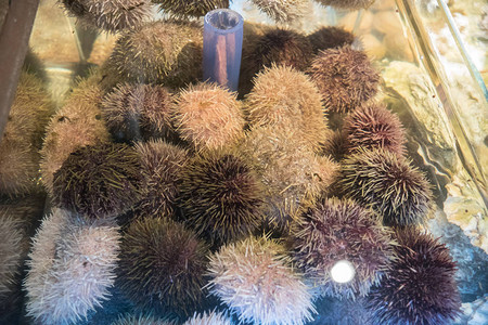 水族馆里的海胆餐厅里的可食图片素材