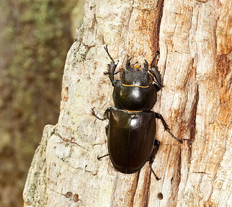 雌鹿甲虫木上的Lucanus图片