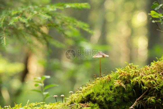 在森林的苔苗中生长图片