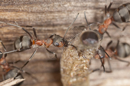 运输幼虫的南方木材蚂蚁Formic图片