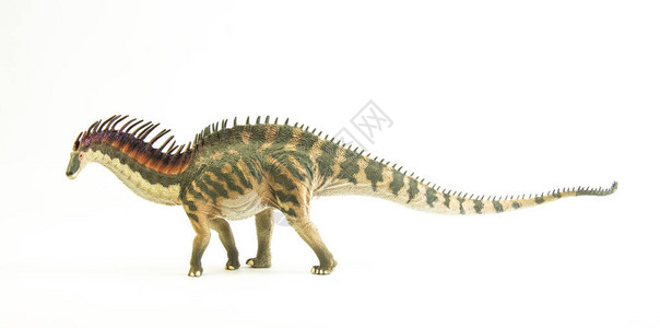 阿马加龙白色背景上的恐龙图片