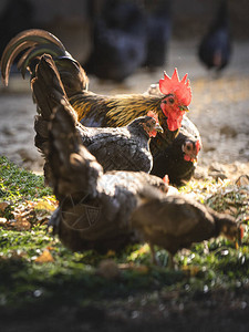 公鸡和自由放养和母鸡背景图片