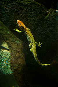 北部caiman蜥蜴Dracaenaguians图片