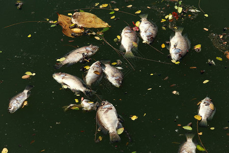 死鱼漂浮在黑暗的水中水污染图片