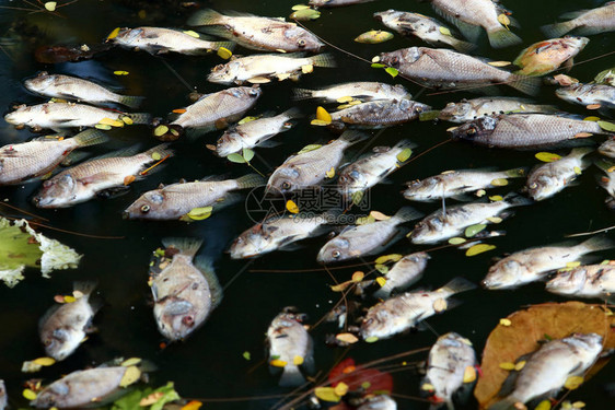 死鱼漂浮在黑暗的水中水污染图片