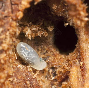 自然环境中的蚂蚁幼虫图片