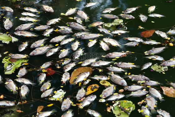 死鱼漂浮在黑暗的水中水污染图片