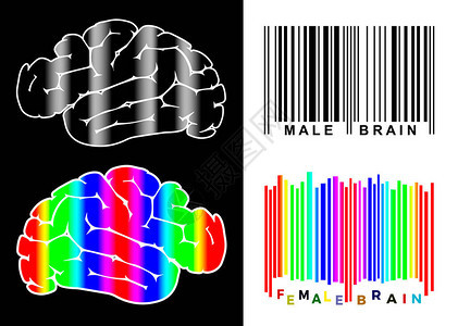 男和女大脑不同具有不同特征和个图片