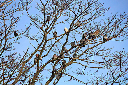 秋天的树上有一群鸽子排列在一背景图片