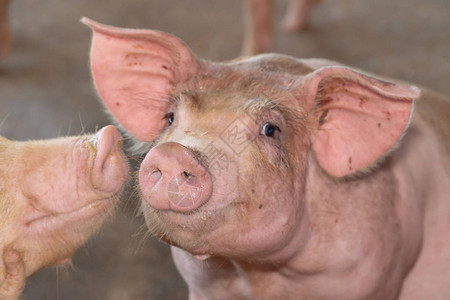 在当地东盟养猪场养猪的一群看起来很健康的猪没有影响猪生长或繁殖力的当地疾病或条件的标准化和清图片