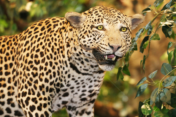 丛林中豹的动物标本剥制术图片
