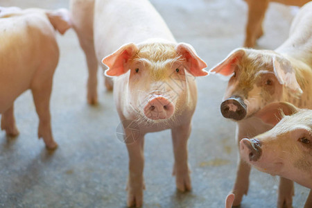 在当地东盟养猪场养猪的一群看起来很健康的猪没有影响猪生长或繁殖力的当地疾病或条件的标准化和清图片
