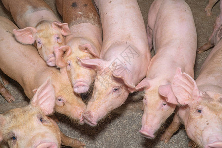 在当地的东盟养猪场饲养的一群看起来很健康的猪没有影响仔猪生长或繁殖力的当地疾病或条件的标准化和清图片