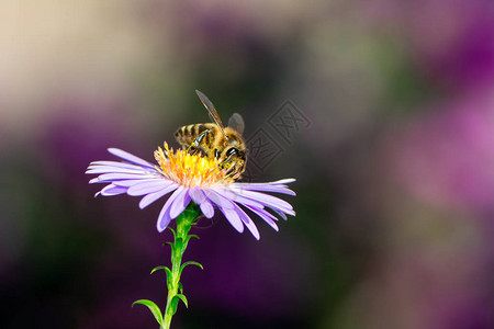 蜜蜂收集花蜜在紫色的图片