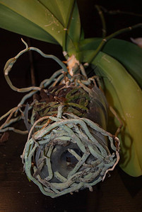 深色背景中蝴蝶兰的根和叶图片
