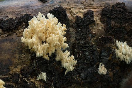 珊瑚牙菌生长在倒下的树上的猴头菇图片