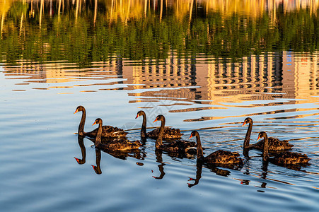 长春友谊公园湖边的黑天鹅游图片