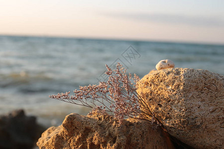 由海洋生物背景水和日落浪漫气氛的海洋动植物群组图片