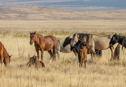 犹他州沙漠秋季野马群图片