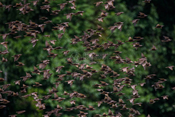 一大群普通的星鸟在农村的田图片