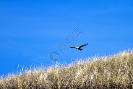 鹰自然背景西部沼泽鹞图片
