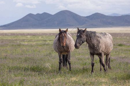 犹他州沙漠春天的野马图片