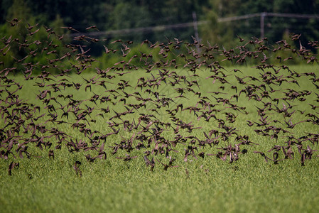 一大群普通的星鸟在农村的田背景图片