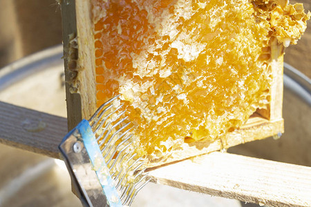 HoneyHarvest从蜂巢中收集蜂蜜图片