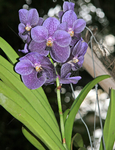 花园里的蓝色兰花蝴蝶兰的季节图片