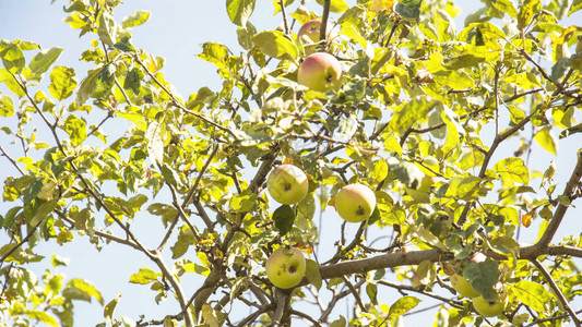 树园里多汁成熟的美味苹果背景图片