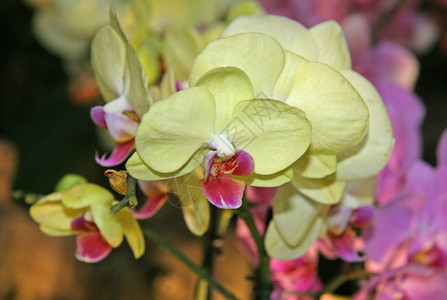兰花的淡黄色特写一朵花很多盛开的兰花图片