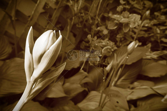 黑白的玉簪植物芽图片