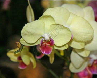 兰花的浅黄色接近一朵花柠檬色图片
