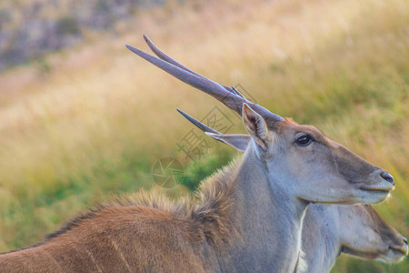 南非凤凰草图片
