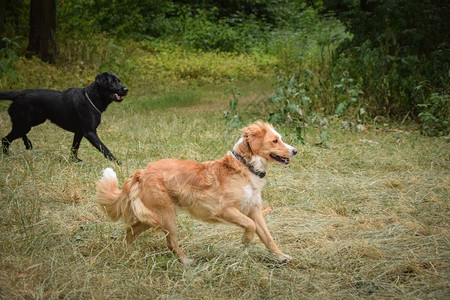 两只正狗在Reed中被扫荡秋天拍图片